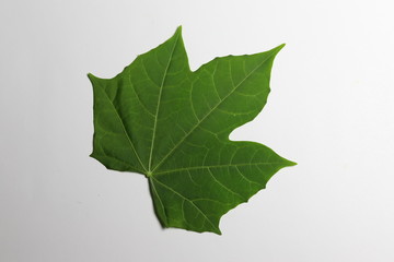 green leave on white background