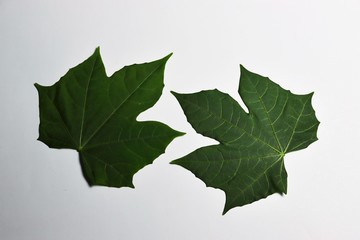 green leaves isolated on white
