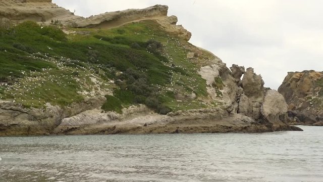 A colony of nesting red-billed gulls, lares scopulinus, at Castlepoint, Wellington, New Zealand. 