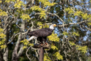An American Bald Eagle - Haliaeetus leucocephalus