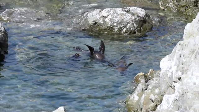 Three Zealand fur seal pups, or kekeno, playing with a piece of kelp seaweed in a rock pool at the Ohau Stream Lookout, New Zealand.