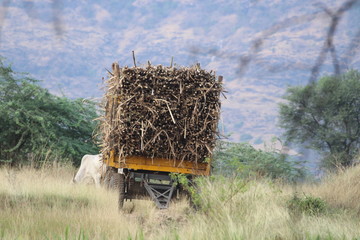 hay bale in the field