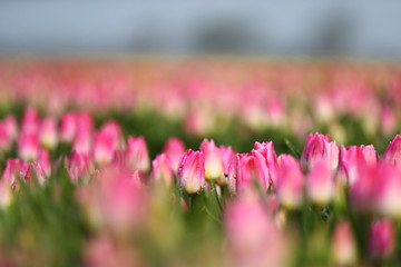 Obraz premium beautiful pink tulips in the field
