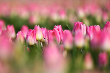 Obraz premium beautifully coloured tulips in pink,yellow and orange