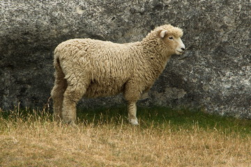 Sheep at Elephant Rocks near Duntroon on South Island of New Zealand