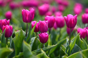 beautiful pink tulips in the field