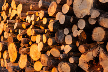 Sawn trees are stacked on the ground. Sawn trees are lit by the setting sun.