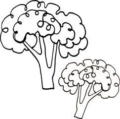 Broccoli hand drawing on white background in a graphic style vegetarian vector agriculture vegetable plant organic nature natural line illustration healthy