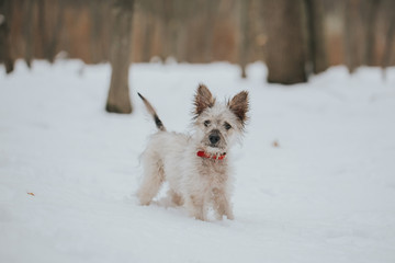 Cute little adopted mix-breed puppy having fun in the forest in winter. 