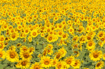 Tropical sunflower field