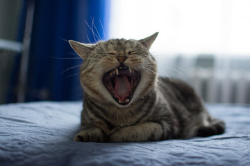 cat british bed striped paw yawning