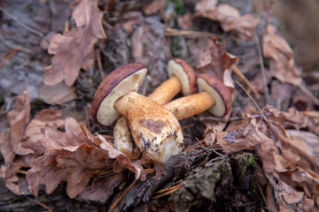 Pile of wild edible bay bolete known as imleria badia or boletus badius mushroom on old hemp in pine tree forest..