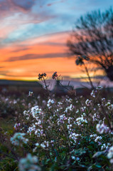Obraz na płótnie Canvas sunset flower