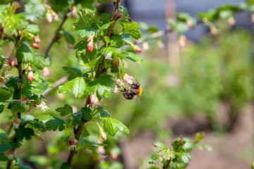 Bumblebee on gooseberry bush flower collecting pollen and nectar..