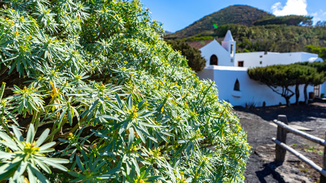Shrub called Tabaiba, very common in the Canary Islands. In the background the Church of the Virgen de los Reyes.