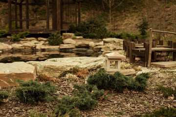 beautiful squirrel in nature