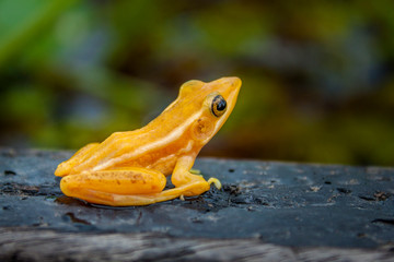 Golden Mantella