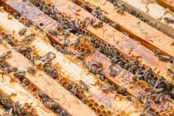 Open hive showing the bees swarming on a honeycomb..