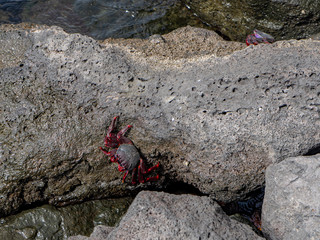 Red crab on a rock. Photo taken in La Restinga, El Hierro.