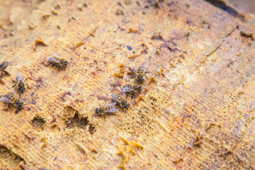 Bees swarming on vintage textile background..