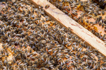 Open hive showing the bees swarming on a honeycomb..