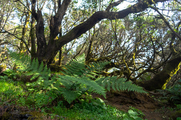 Laurisilva in the forest of the Llanía.  You can see a variety of flora such as ferns.