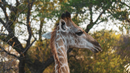 giraffe in Kruger national park South Africa 