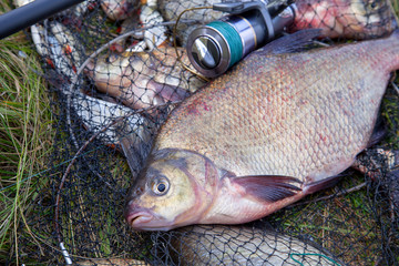 Successful fishing -  big freshwater bream fish and fishing rod with reel on keepnet with fishery catch in it..