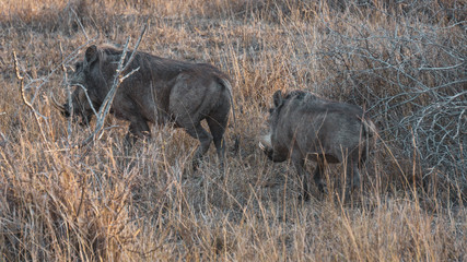 Warthog family in Kruger national park south africa