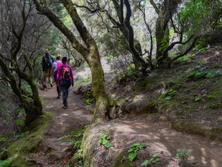Three people walked through a forest of Laurisilva, on the island of El Hierro. La Llania is an ideal place for hiking.