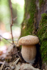 Boletus mushroom in the wild. Porcini mushroom grows on the forest floor at autumn season..