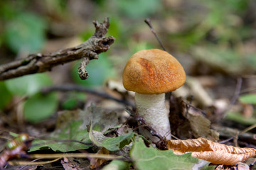 Single red boletus mushroom in the wild. Red boletus mushroom grows on the forest floor at autumn season..