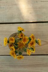 photo of dandelions in early spring, decoration