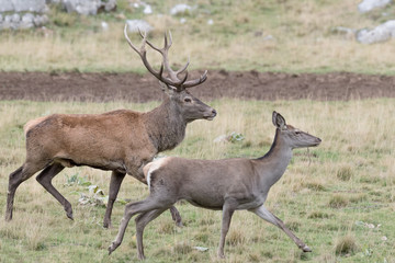 Naklejka na ściany i meble Red deer male and female in courtship (Cervus elaphus)