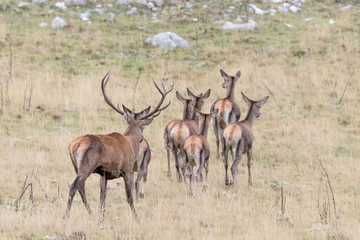 Naklejka na ściany i meble Herd of Red deer cross Alpine prairie (Cervus elaphus)