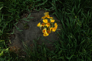 photo of dandelions in early spring, decoration