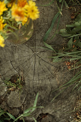 photo of dandelions in early spring, decoration