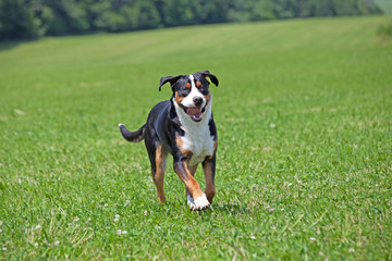 Portrait of running greater swiss mountain dog head