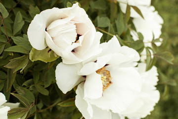 large buds of white flowers