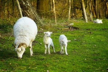 Obraz premium Familie Schaf beim Sonntags-Ausflug