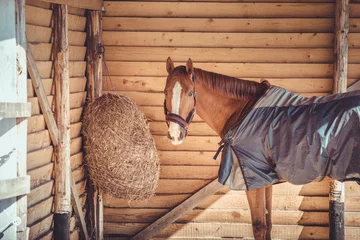 Foto op Plexiglas chestnut budyonny gelding horse in halter and blanket standing near haynet in shelter in paddock © vprotastchik