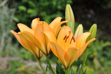 Naklejka premium Orangene Lilien im Garten