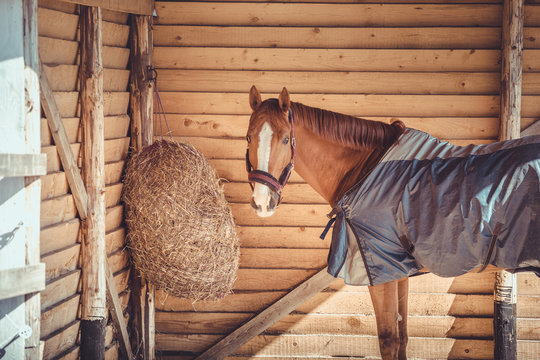 chestnut budyonny gelding horse in halter and blanket standing near haynet in shelter in paddock