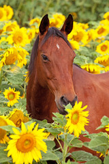 Portrait of nice horse on sunflower field