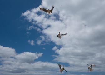 Seagulls soared into the blue sky with white clouds