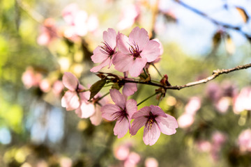 pink cherry blossoms