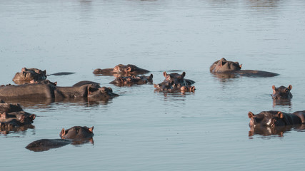 hippos in a lake in south africa