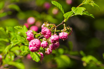 Flowering almond (Prunus triloba)