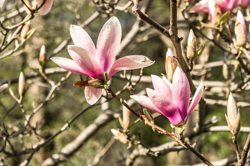 blooming magnolie blossom