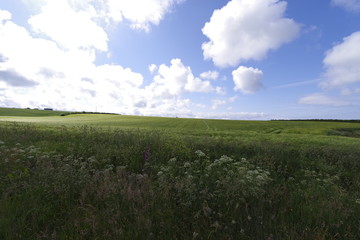 Obraz premium champ de blé Finistère Bretagne 